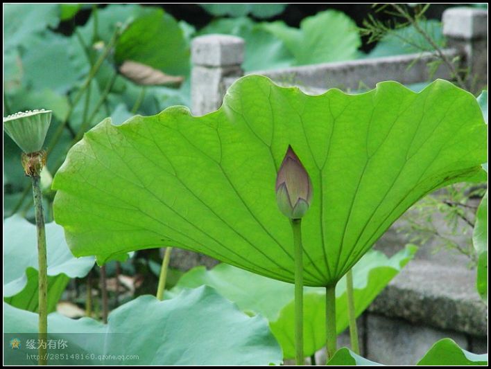 呵护 摄影 红棉