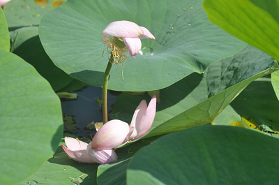 无可奈何花落去 摄影 痴翁