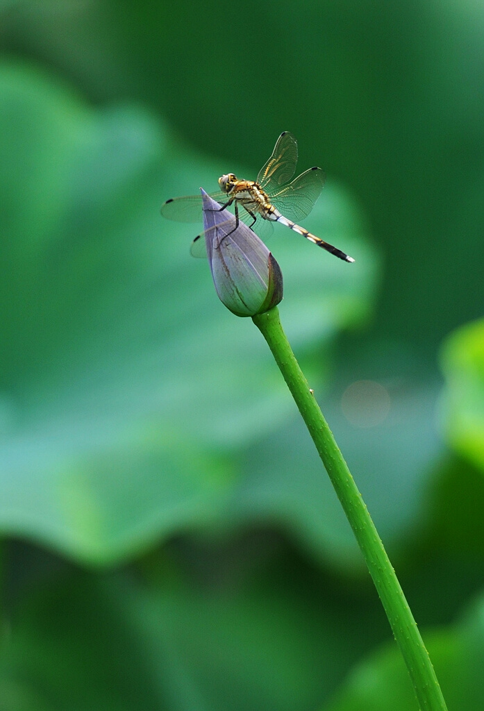 小荷才露尖尖角...... 摄影 水城人