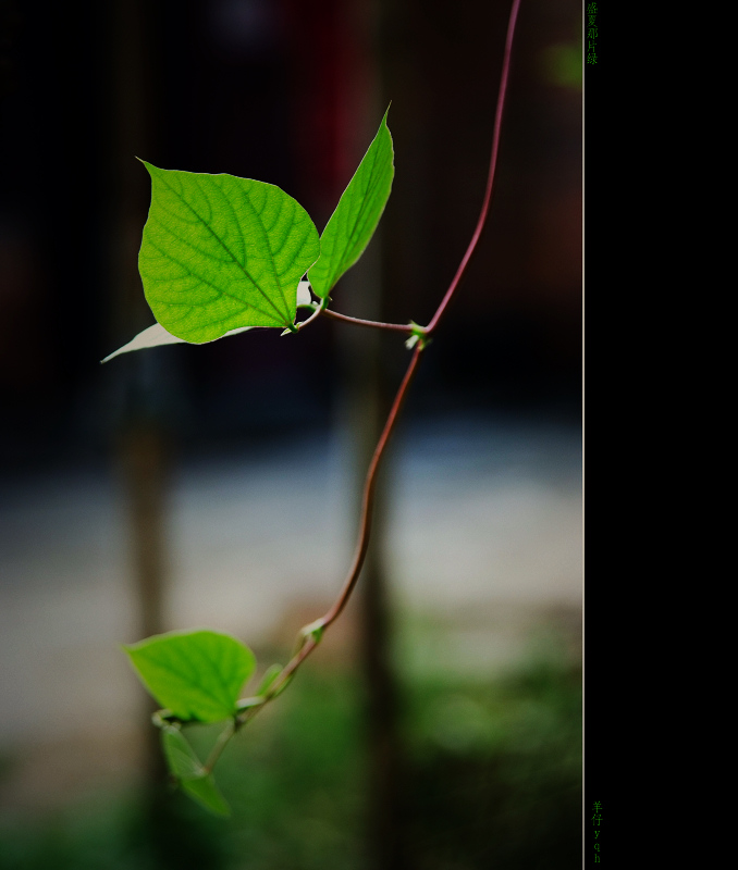 盛夏那片绿 摄影 阿羊仔