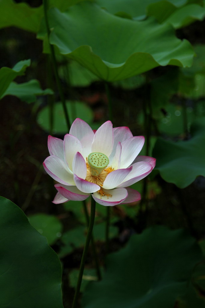 荷花一 摄影 柯柯君