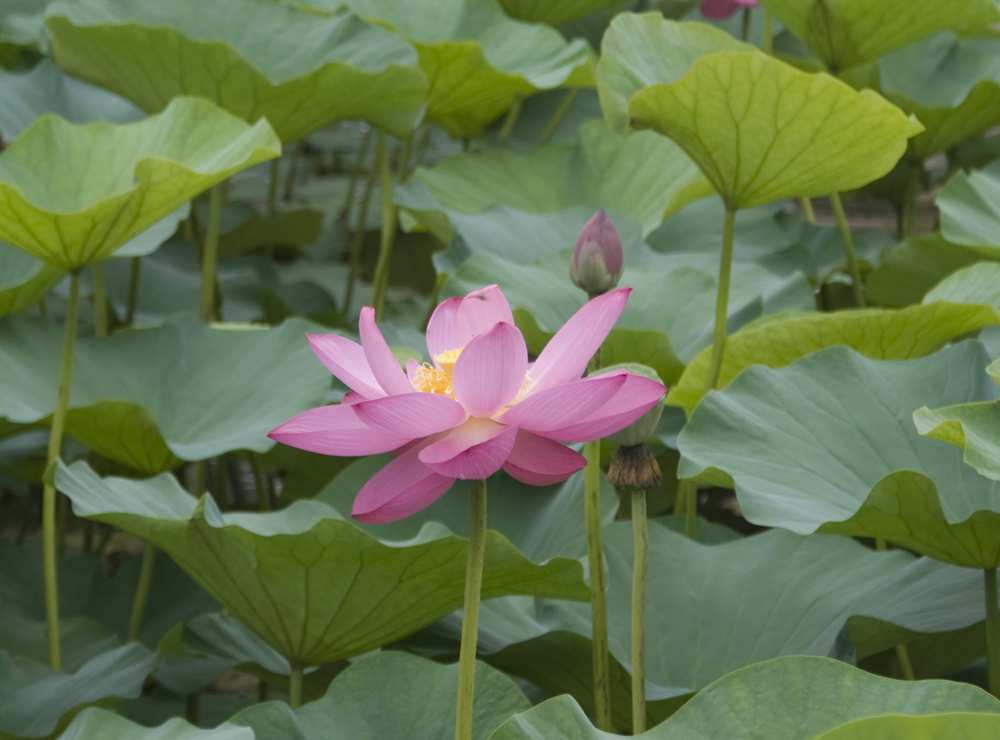 映日荷花 摄影 千瓠庐主