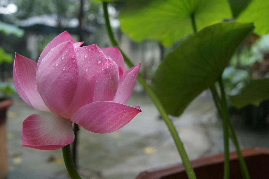 雨后 摄影 行者若风