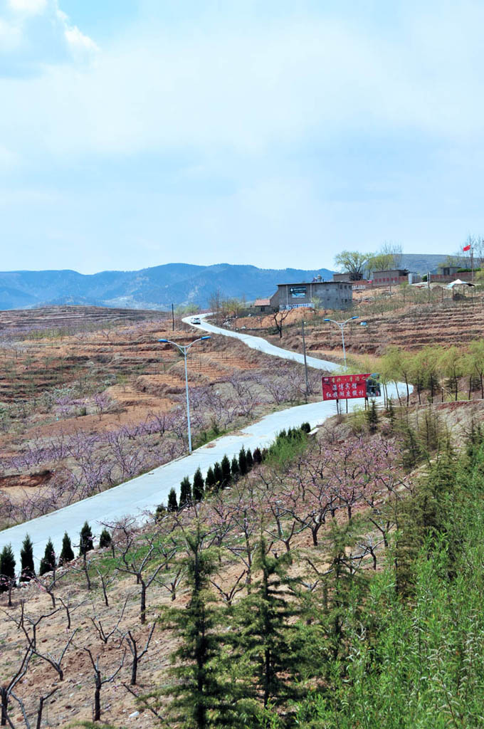 桃花折路 摄影 贫民富翁