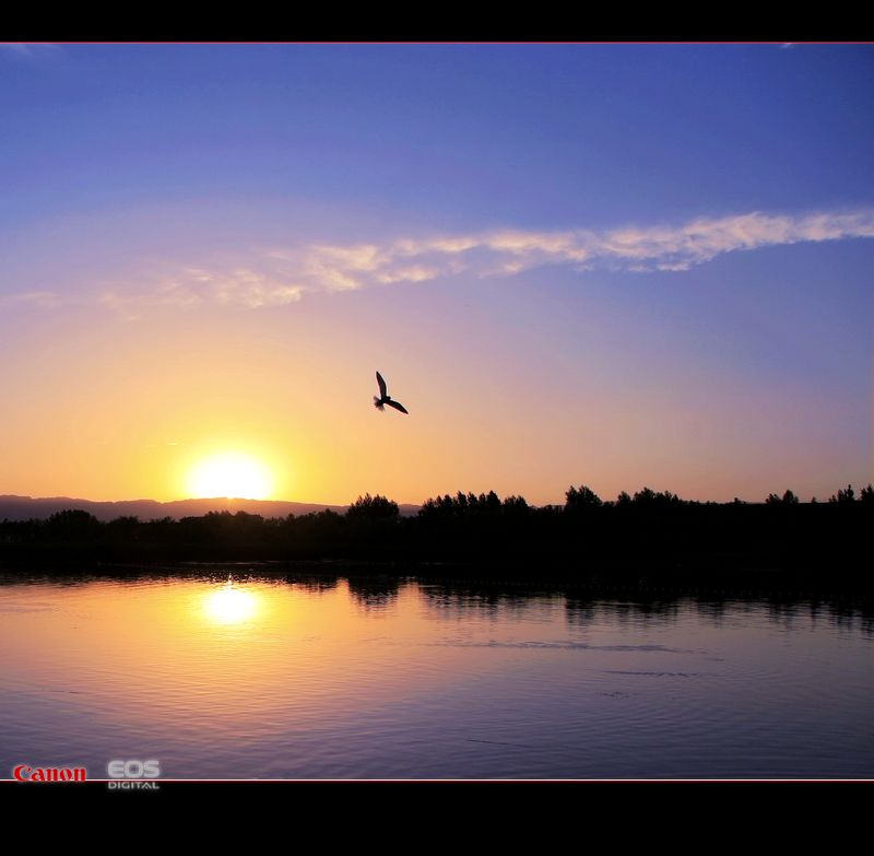 夕照飞鸟 摄影 月儿湾湾