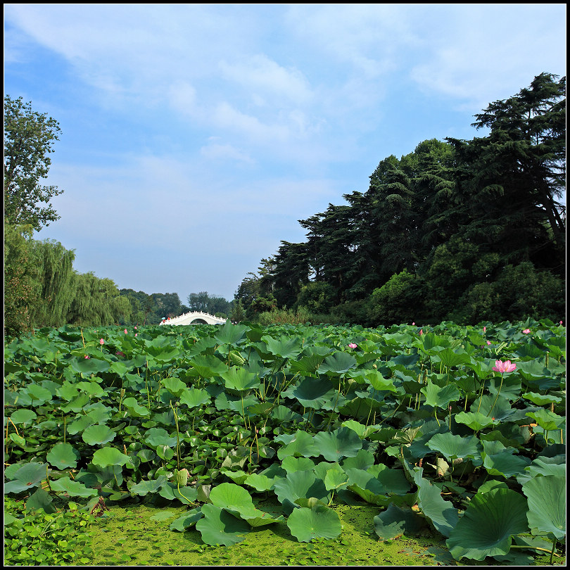 夏日菏塘 摄影 一片翎