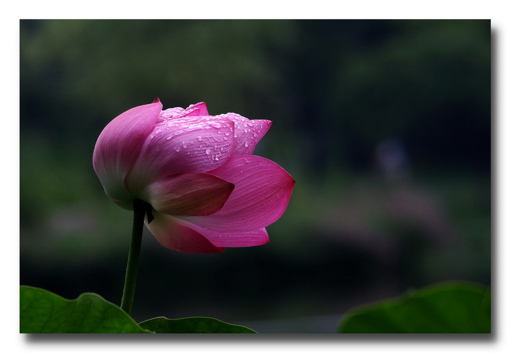 雨后荷 摄影 gaoxiaopan