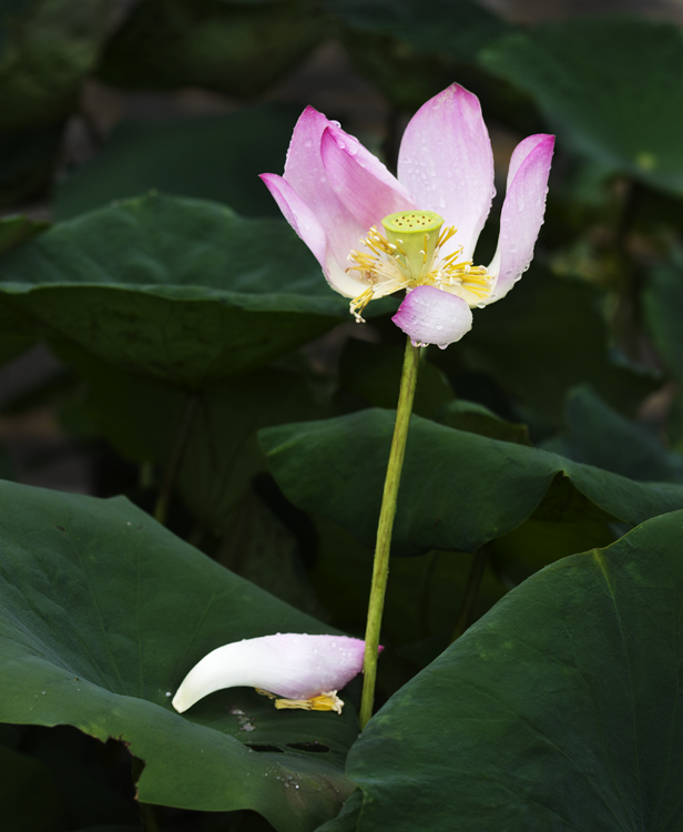 荷塘小品——一夜风雨 摄影 静野