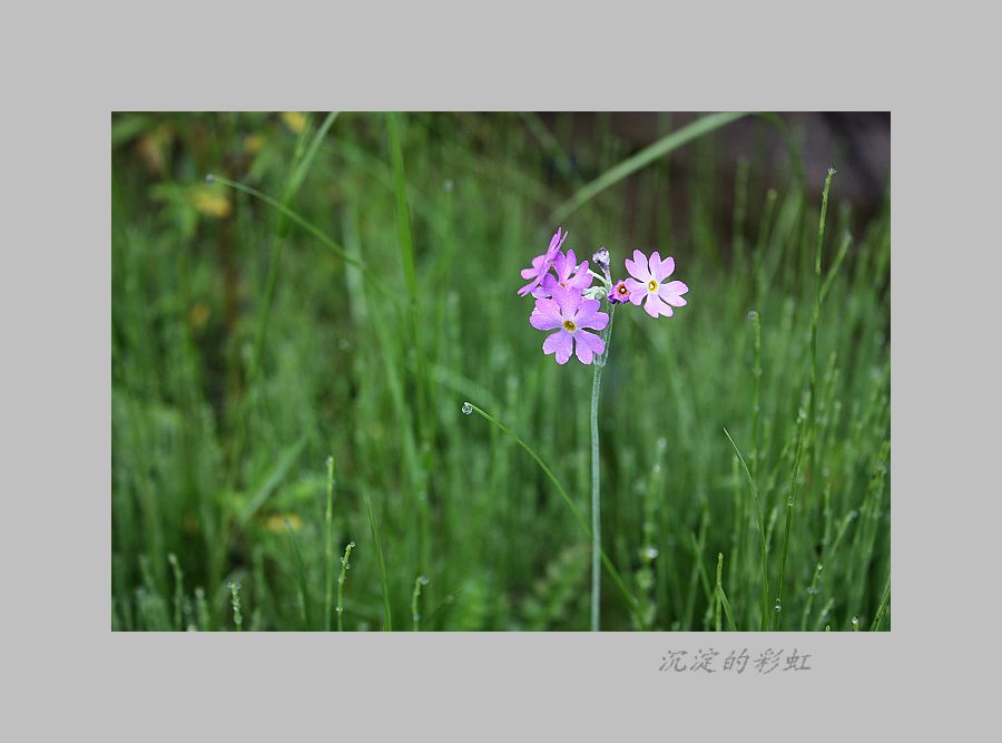 草原那些花儿 摄影 沉淀的彩虹