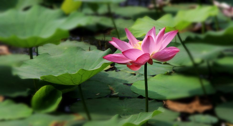 荷花 摄影 月儿湾湾