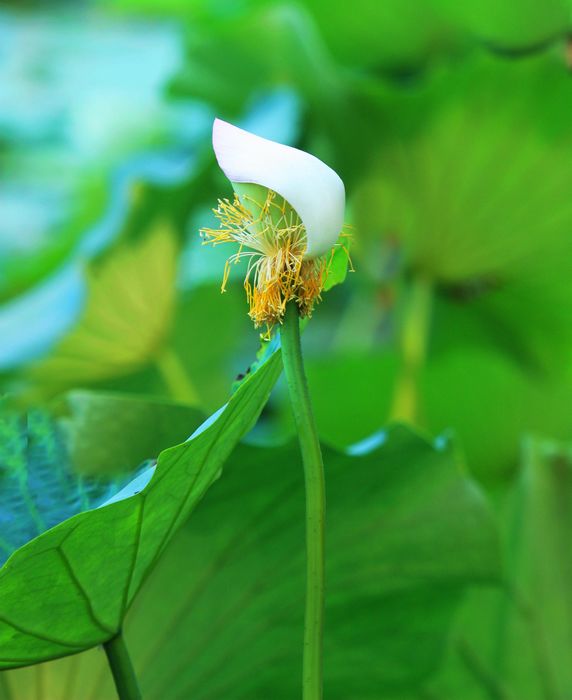 再拍荷花 摄影 hong2009