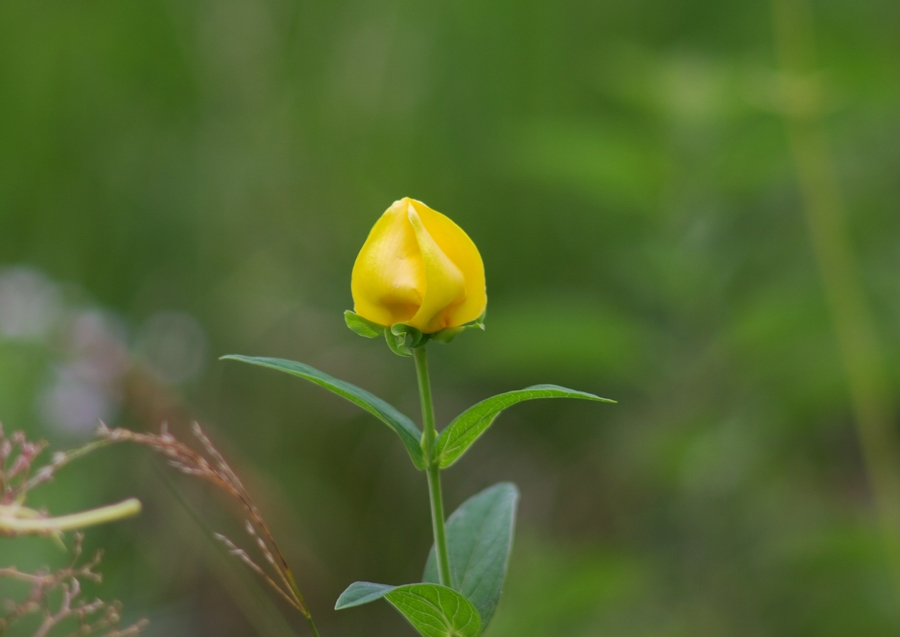 无名花  求？ 摄影 怡仁