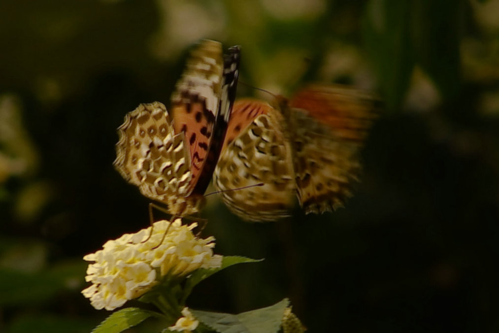 蝶恋花 摄影 chuxiao