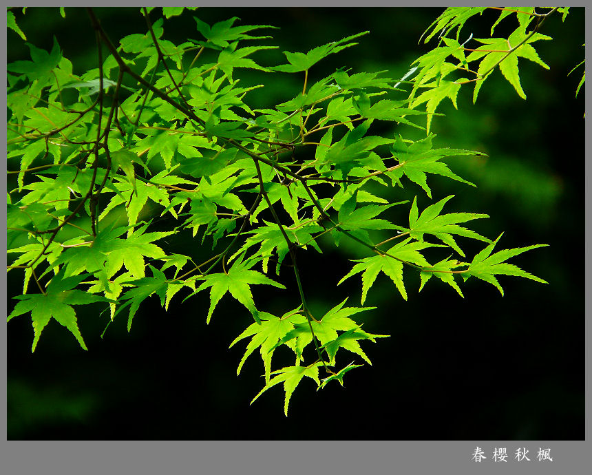 翠绿夏日 摄影 春樱秋枫