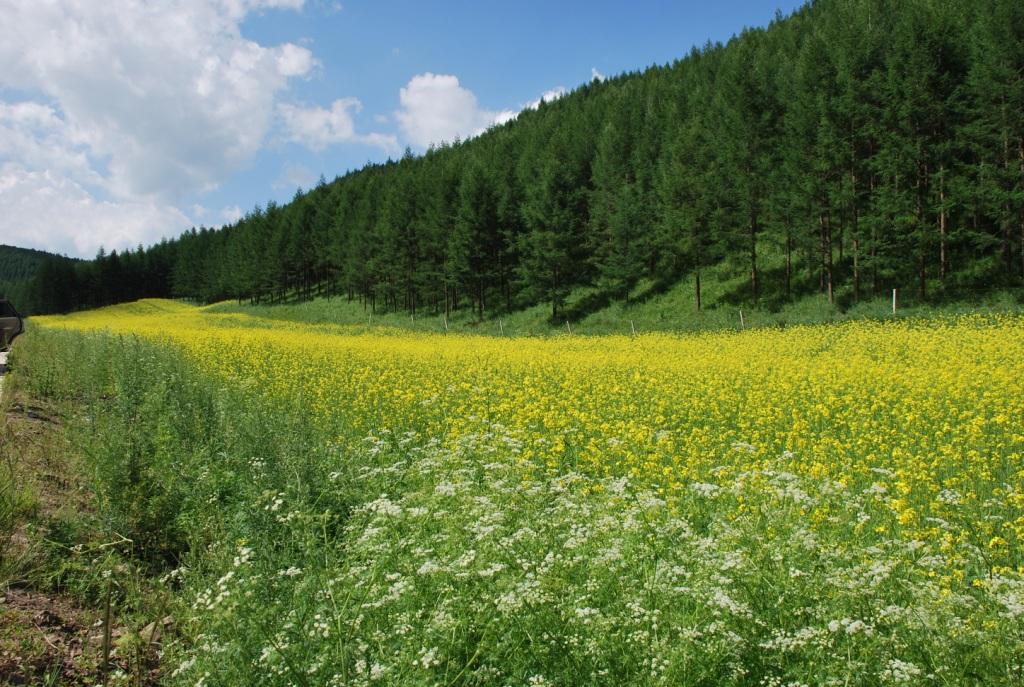 此黄花非黄花（油菜花）也 摄影 原原