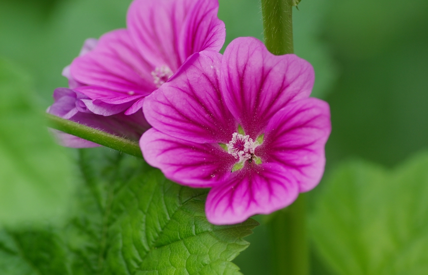 花 纹 摄影 怡仁