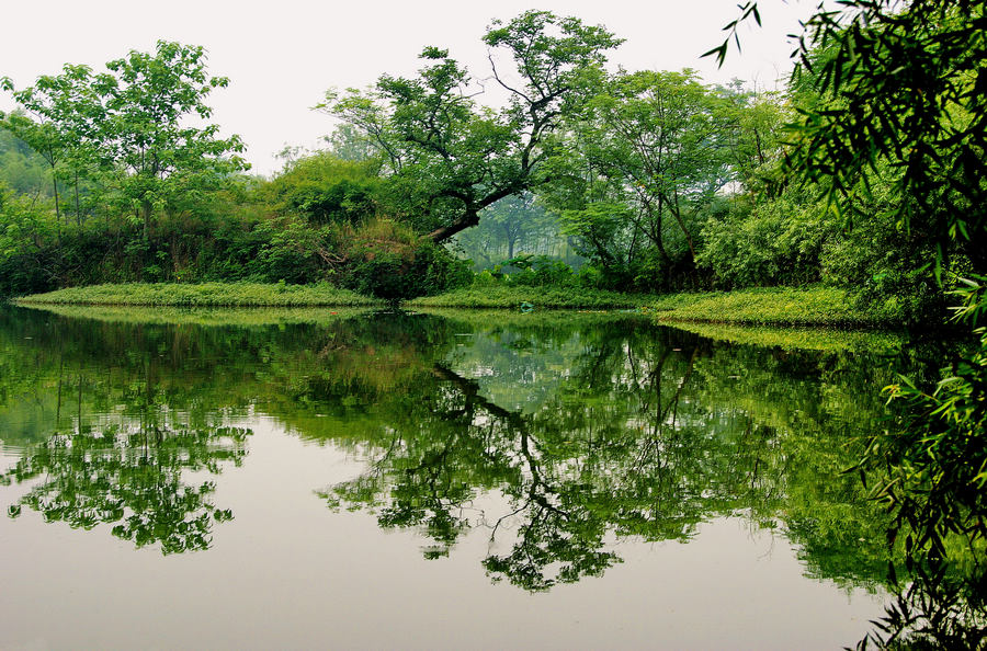 西溪湿地 摄影 山枣