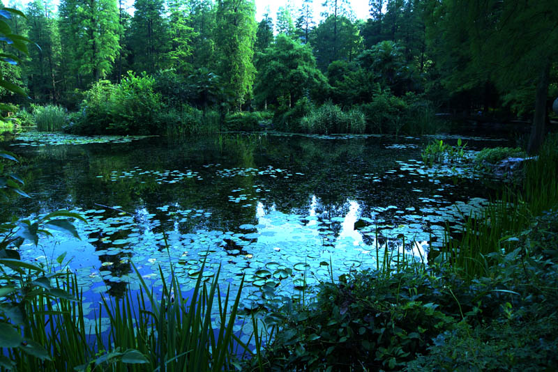 植物园风景1 摄影 海港