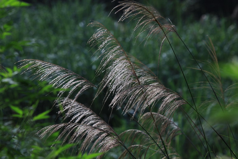 芦花飘飘 摄影 白平衡飘移