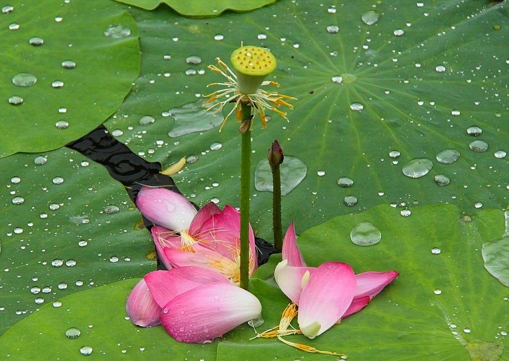 大雨过后......依然美丽 摄影 付炳权