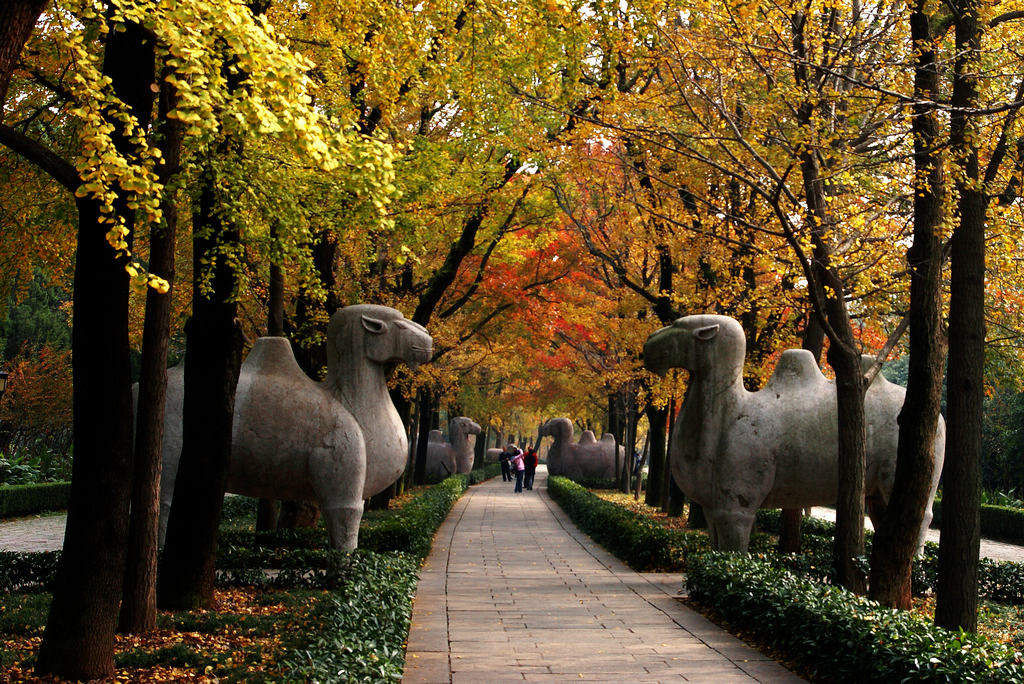 明孝陵风景 摄影 老花眼镜