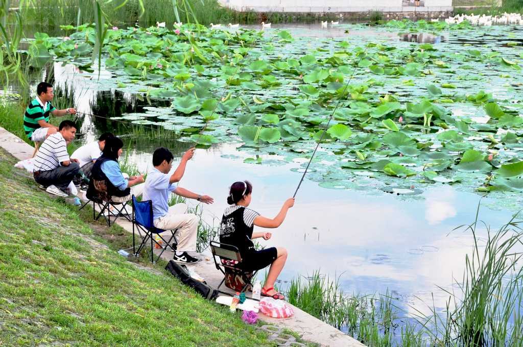 【 雨后荷塘 】 摄影 林小慧