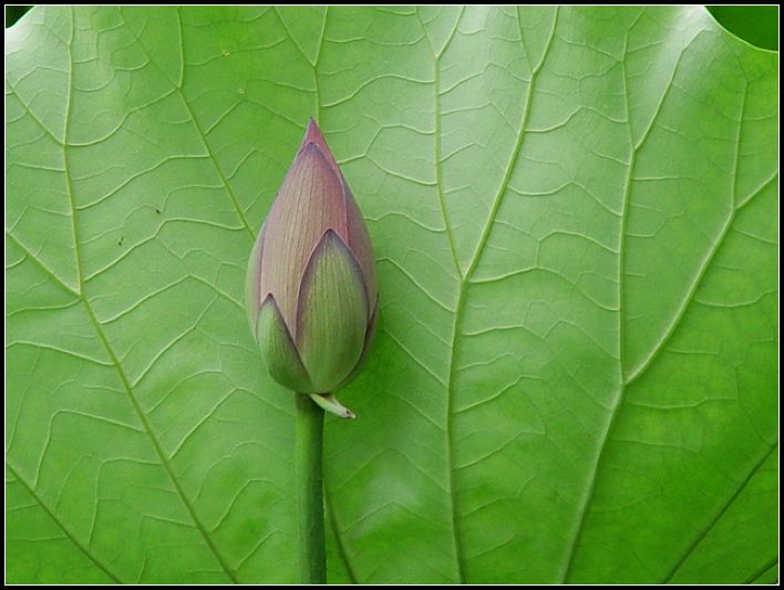 花蕾 摄影 红棉