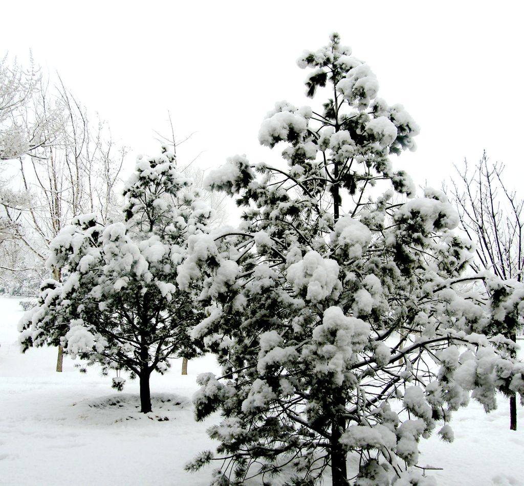 雪压青松 摄影 高原苍松