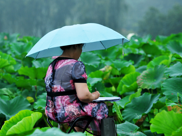 荷趣5--雨中畫<寫生>荷人 摄影 通川橋