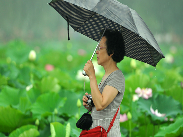 荷趣4--雨中賞荷人 摄影 通川橋