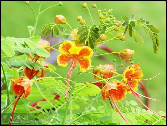 花蝶 摄影 红棉