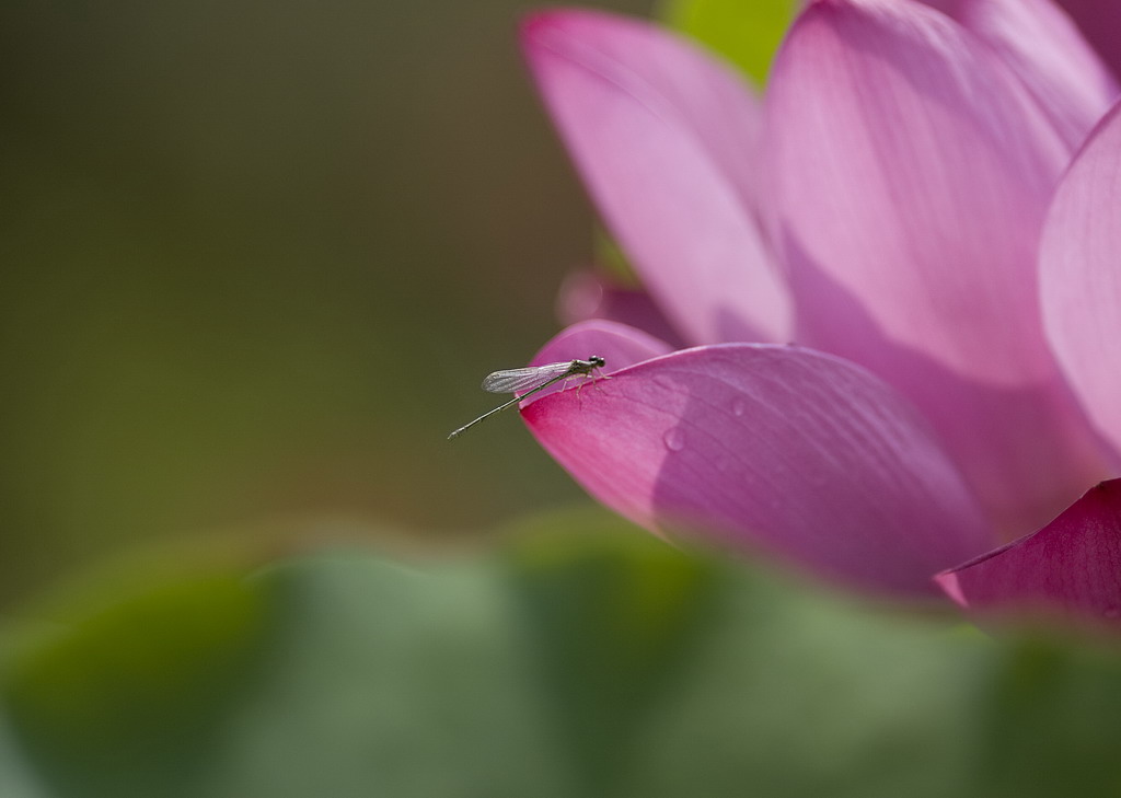 她也爱花？ 摄影 陆奇