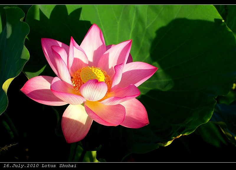 Golden Lotus 摄影 andyliu1977