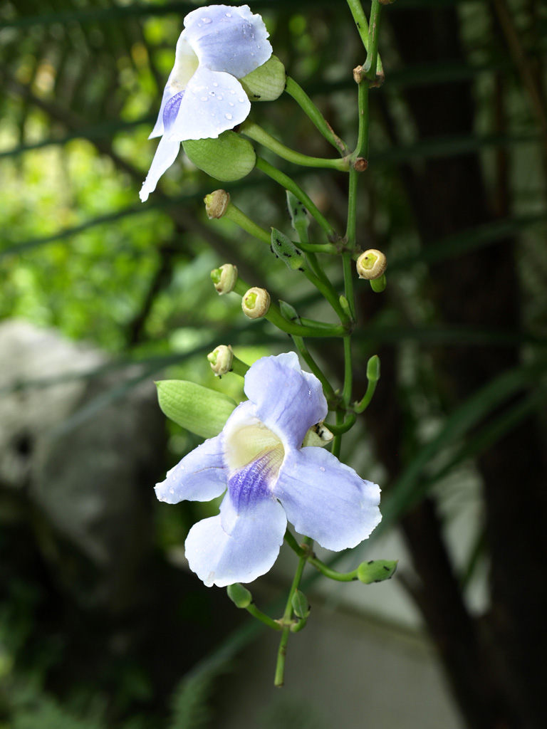 香 摄影 学有所成