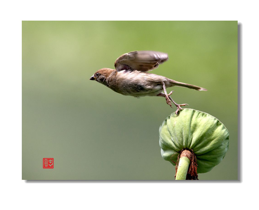 荷雀 摄影 草千里