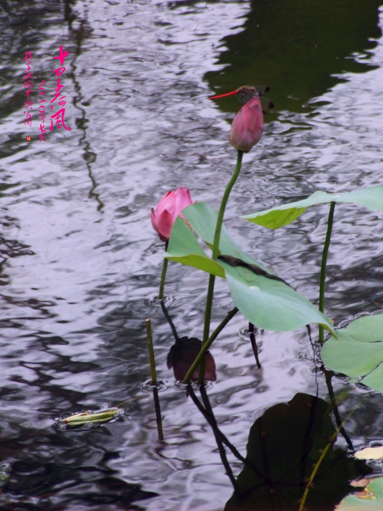 荷风雅韵－68 十里荷风 摄影 思想家