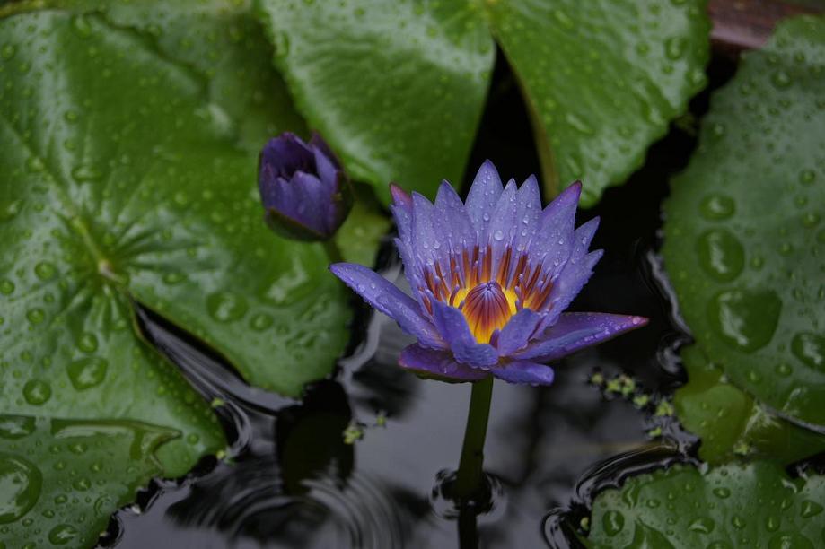 雨思 摄影 行者若风