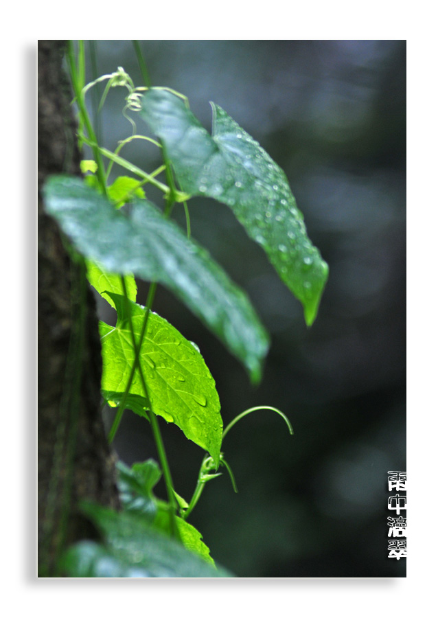 雨中滴翠 摄影 黄昏赏飞霞