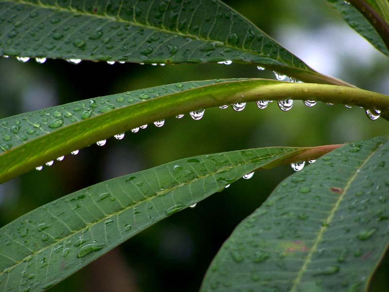 下雨了 摄影 红岩上