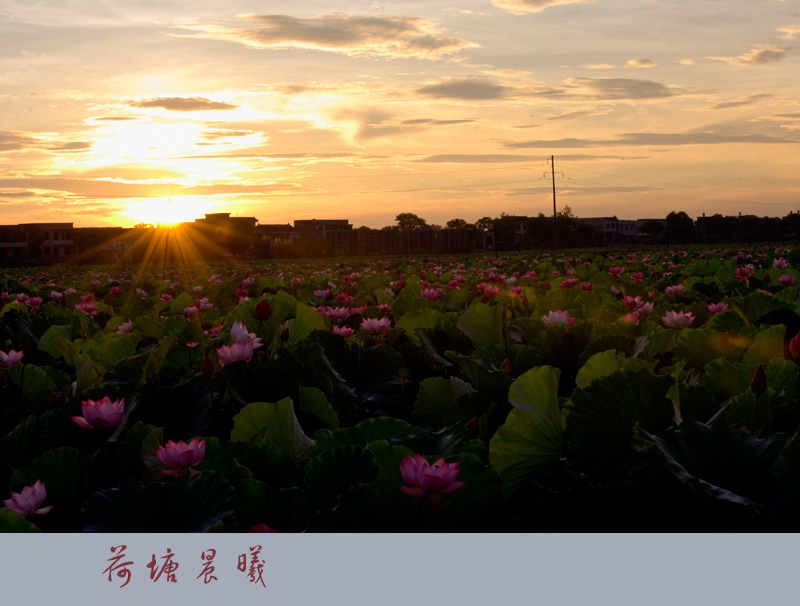 荷塘晨曦 摄影 洞庭仙子