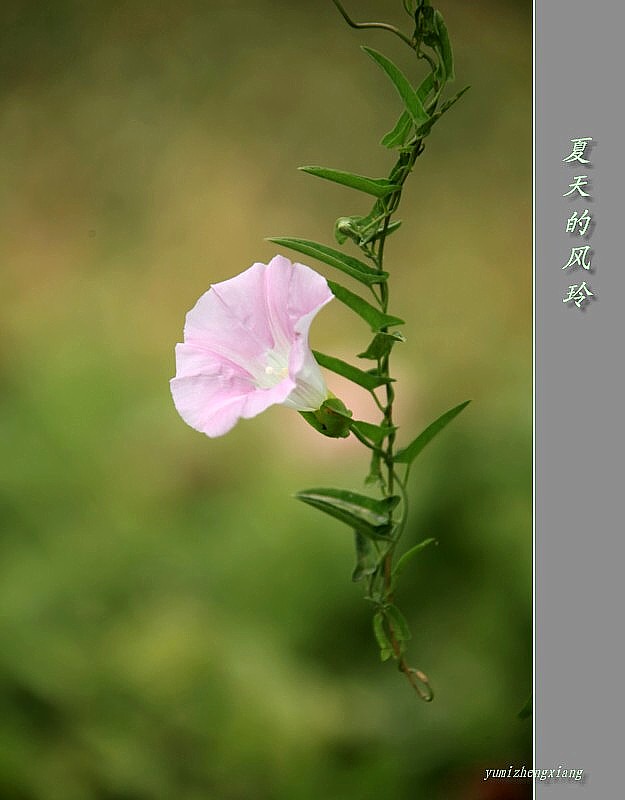 夏天的风玲 摄影 玉米正香