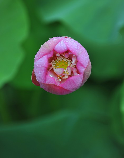 露滴莲花 摄影 石峰子