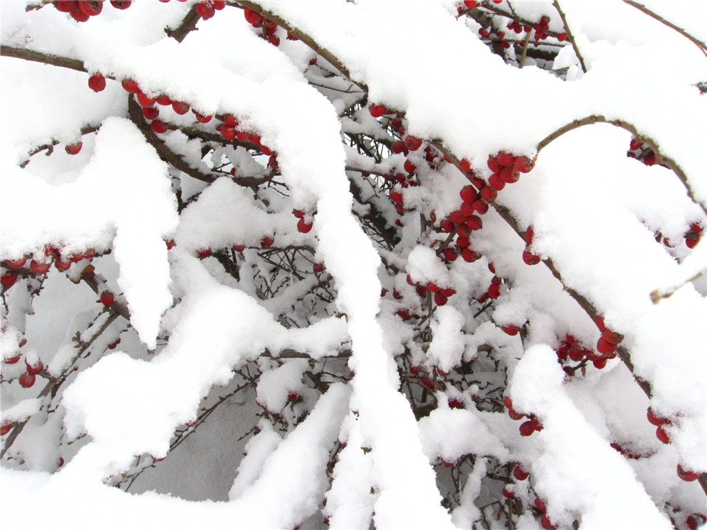 雪 地蓬果 摄影 wangran