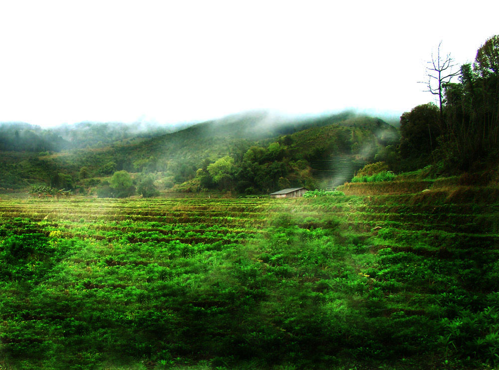 春雨 摄影 印痴