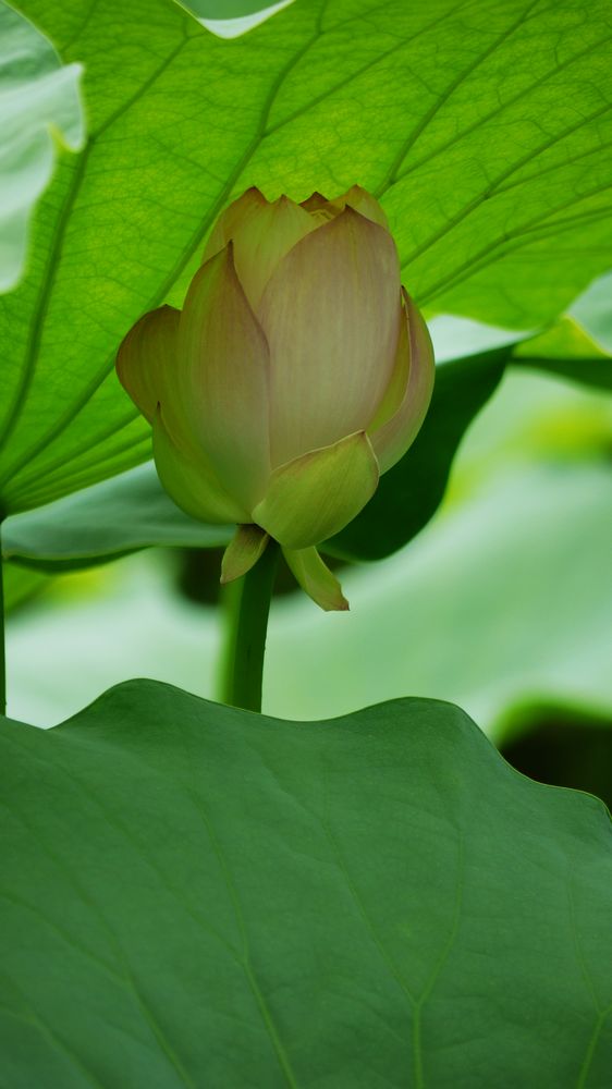 荷花集 摄影 洛桑扎西