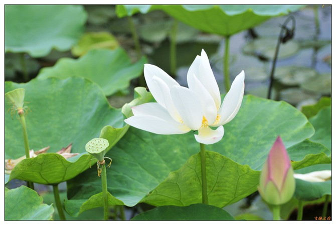 洁白莲花 摄影 立白