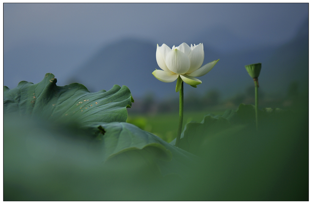 荷花 云南 普者黑 摄影 hooon