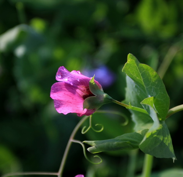 豆花 摄影 阳光沙龙