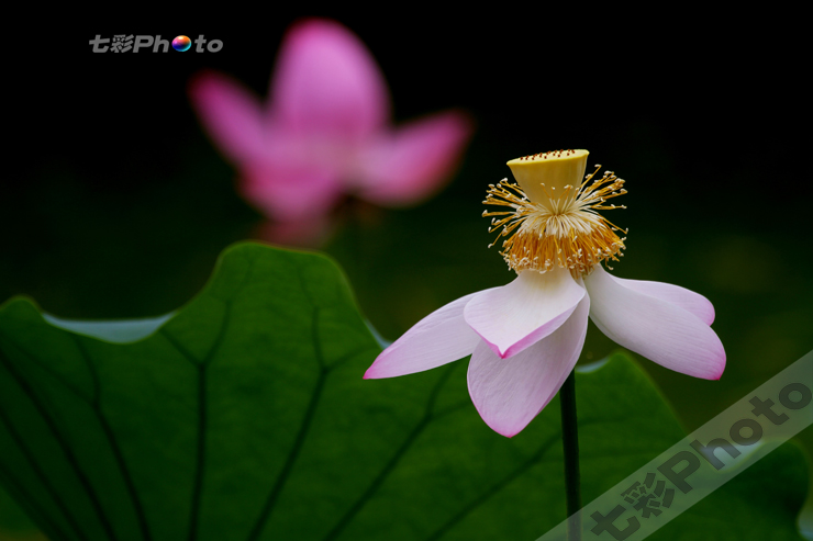 荷花 摄影 南海北云