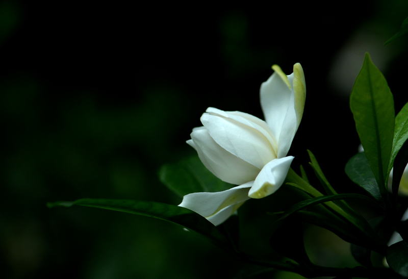 桅子花 摄影 南方蜜蜂